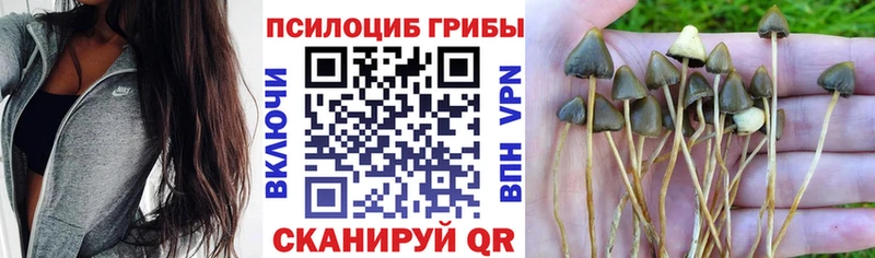 Псилоцибиновые грибы GOLDEN TEACHER  Купить где  Лобня 